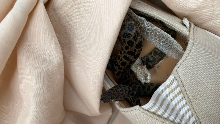Le reptile a été retrouvé enroulé dans une chaussure après le vol. Pic: SPCA