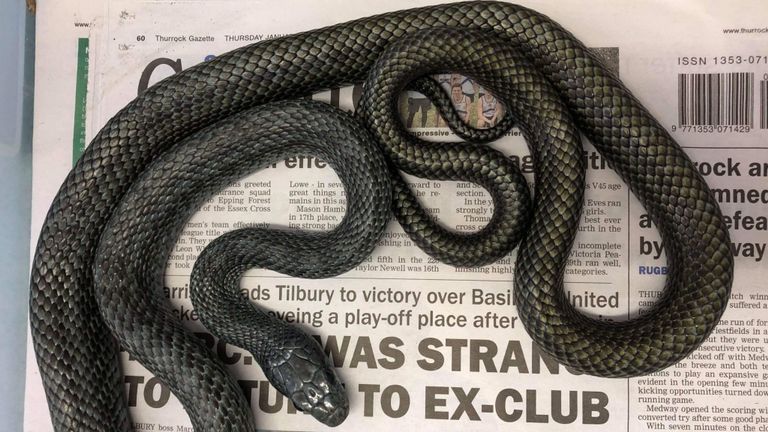 Le serpent rat, qui n'est pas venimeux, serait un animal de compagnie échappé