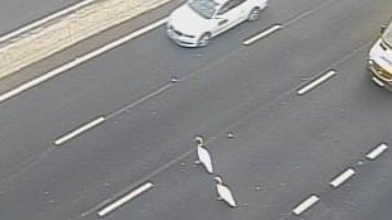 Les cygnes
