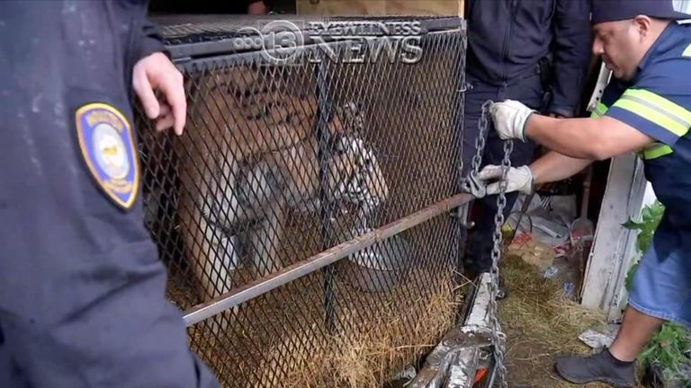 Le tigre a été sauvé après l'appel. Pic: Nouvelles ABC