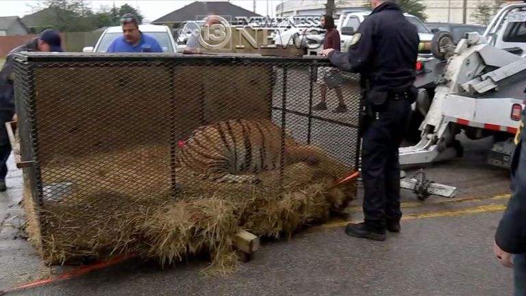 Le tigre a été emmené dans un abri approprié. Pic: Nouvelles ABC