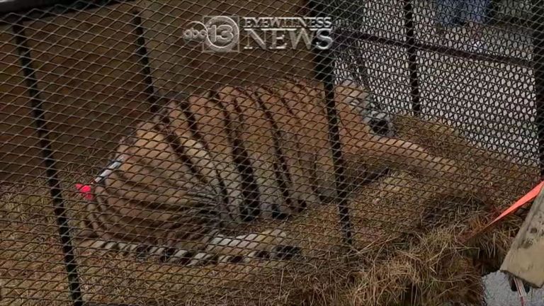 Un tigre en surpoids a été trouvé dans une petite cage au Texas. Pic: Nouvelles ABC