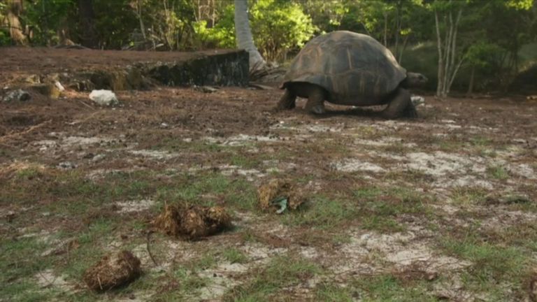 Une bascule a été trouvée dans les excréments de cette tortue