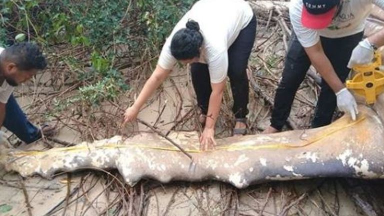 Les biologistes pensent que l'animal est un veau âgé de 12 mois. Pic: bicho_dagua