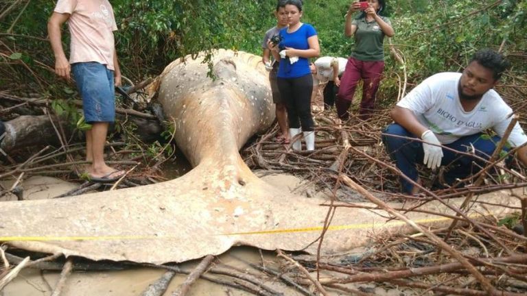 La bosse morte faisait huit mètres de long. Pic: bicho_dagua

