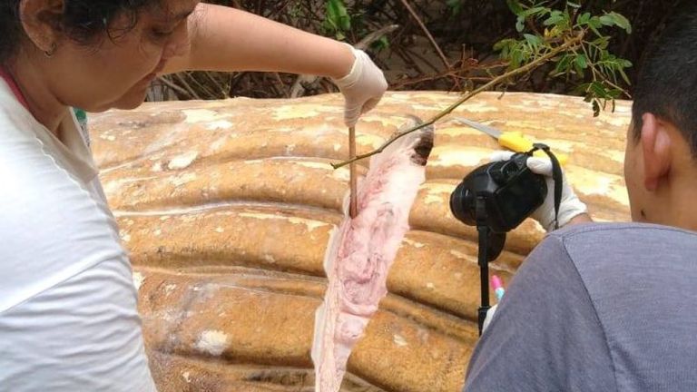 Les scientifiques ont prélevé des échantillons du corps à analyser. Pic: bicho_dagua