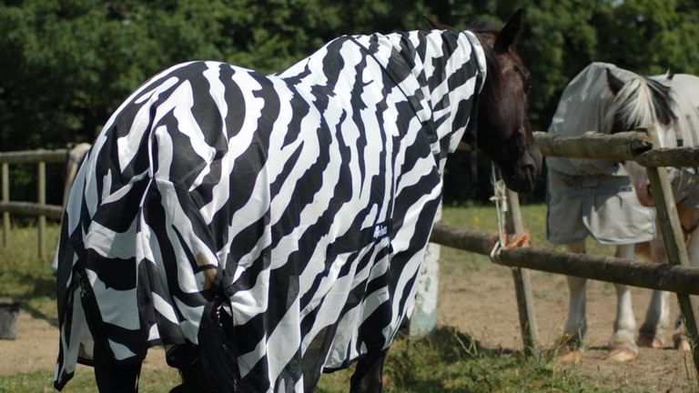 Les chercheurs ont mis un manteau à rayures zébrées sur un cheval pour comparer l'impact sur les insectes qui essayent d'atterrir sur les animaux