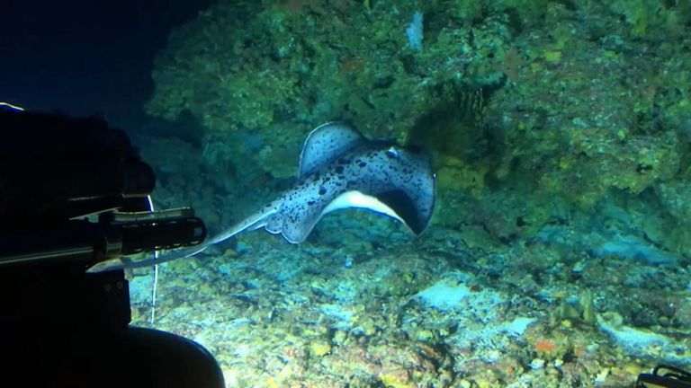 Un rayon nageant autour des coraux au large de la côte d'Aldabra