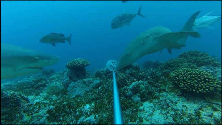 Requins nageant autour d'une caméra appâtée près d'Aldabra