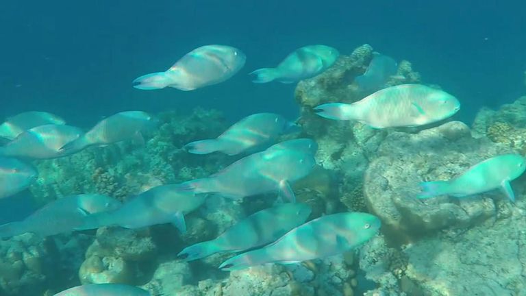 Lagon d'Aldabra