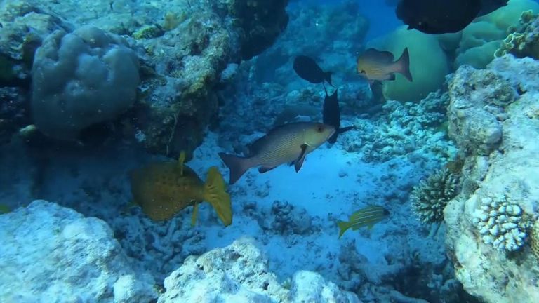 Lagon d'Aldabra