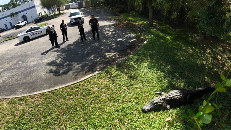 Un alligator trouvé en Floride. Photo: Département de police de Jupiter
