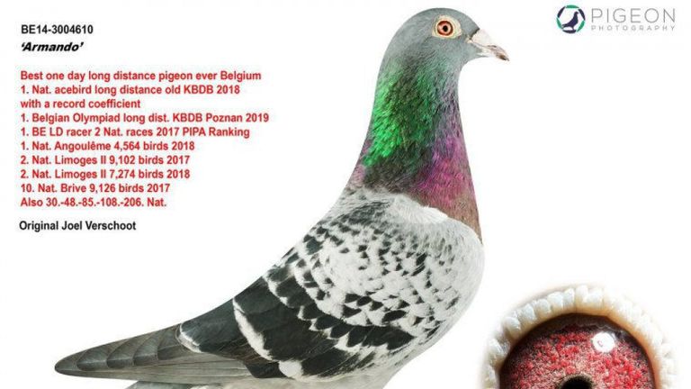 Le pigeon a un record de course qui n’a jamais été égalé & # 39;
