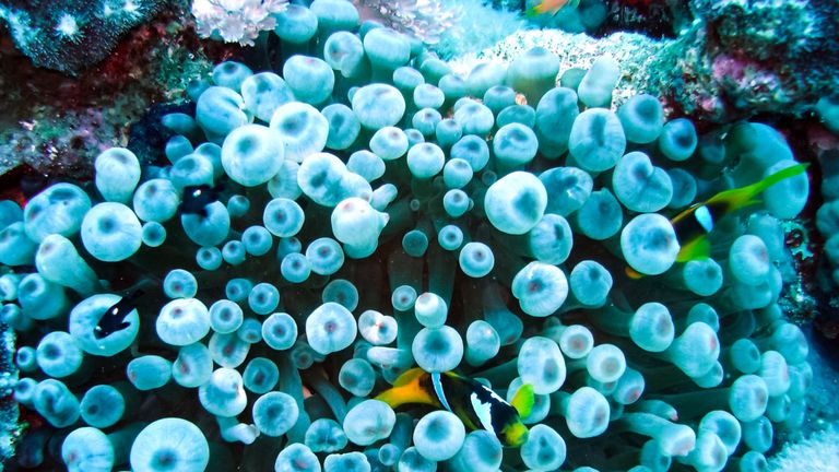 La vie sur un récif de corail. Monde animal sous l'eau sur un récif.