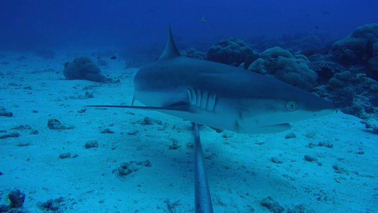 Requin nageant au large de la côte d'Aldabra, aux Seychelles