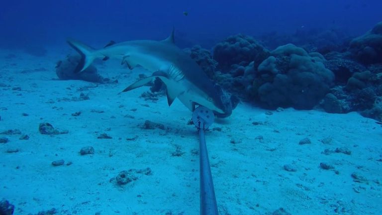 Un requin inspecte un objet sur le sol de l'océan Indien 
