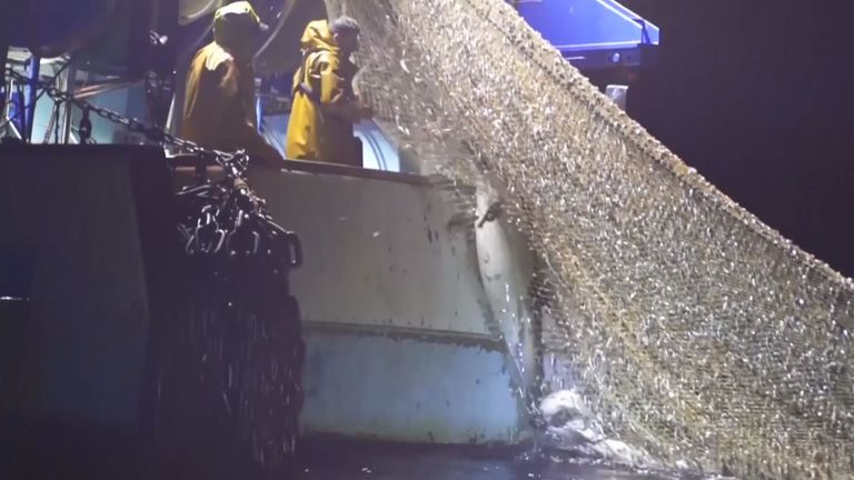 Les dauphins se font prendre dans des filets utilisés pour pêcher d'autres espèces marines