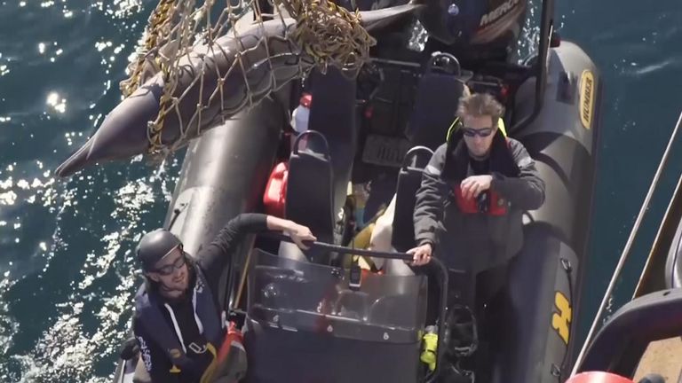 Les pêcheurs coupent des parties du corps des dauphins pour les retirer du filet sans endommager leur équipement