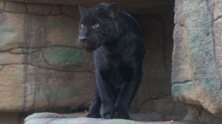 Un des jaguars au parc de Phoenix. Pic: Zoo du monde de la faune
