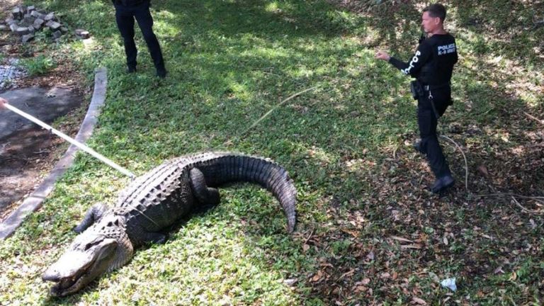 Un alligator trouvé en Floride. Photo: Département de police de Jupiter
