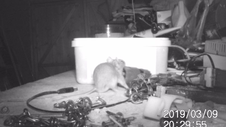 La souris a essayé de soulever un tuyau en plastique dans le bac à glace