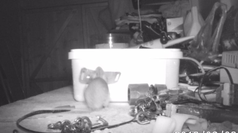 Le petit animal a soulevé une feuille de métal avant d'essayer de le ranger
