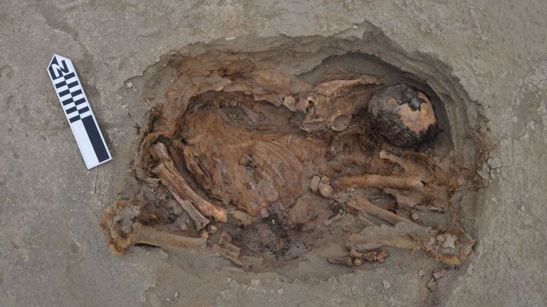 Un camélidé brun pâle au-dessus d'un corps humain - d'après les recherches de PLOS sur la fosse commune de Pery. Pic: PLOS