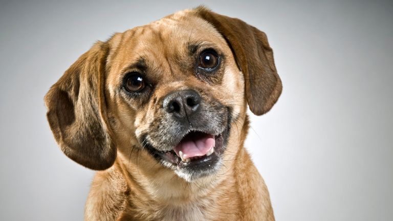 & # 39; Puggle & # 39; - le terme pour un carlin / beagle cross - est une autre nouvelle entrée