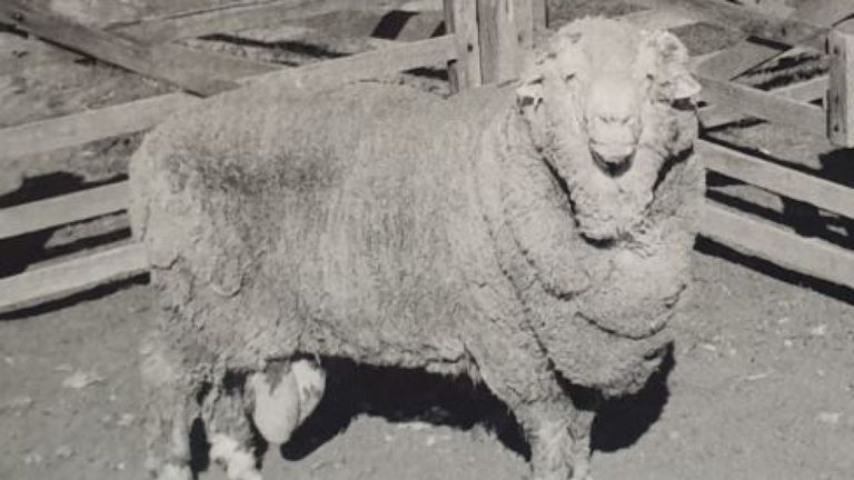 Sir Freddie - un des béliers dont le sperme a été gelé en 1968 et observé en 1969. Photo: famille Walker / Université de Sydney