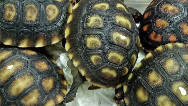 Les amphibiens ont été découverts dans quatre valises abandonnées à l'aéroport de Manille. Pic: Facebook / Bureau des douanes NAIA 