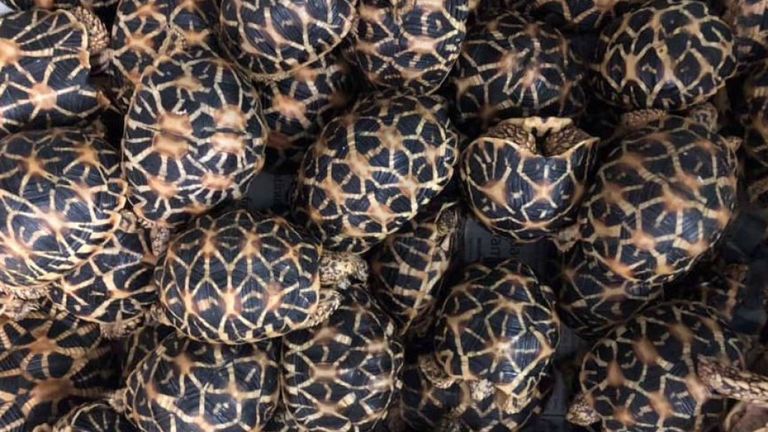 Les reptiles étaient évalués à 4,5 millions de pesos (£ 60 000). Pic: Facebook / Bureau des douanes NAIA 
