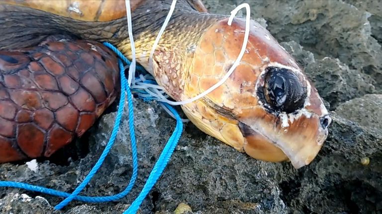 Tortue emmêlée dans du plastique