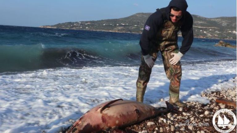 Les scientifiques s'inquiètent d'une augmentation du nombre de décès de dauphins et pensent que cela pourrait être la faute de la marine turque. Photo: Institut de conservation marine des archipels