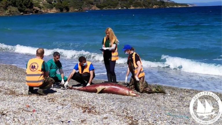 Les scientifiques s'inquiètent d'une augmentation du nombre de décès de dauphins et pensent que cela pourrait être la faute de la marine turque. Photo: Institut de conservation marine des archipels