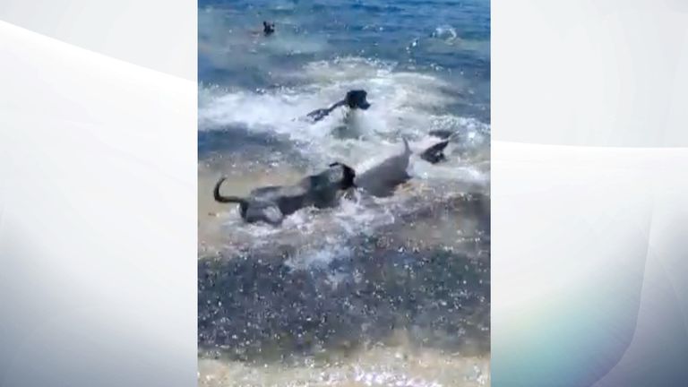 Les chiens ont entouré un requin. Pic: Magnus News / Greg MacKinnon