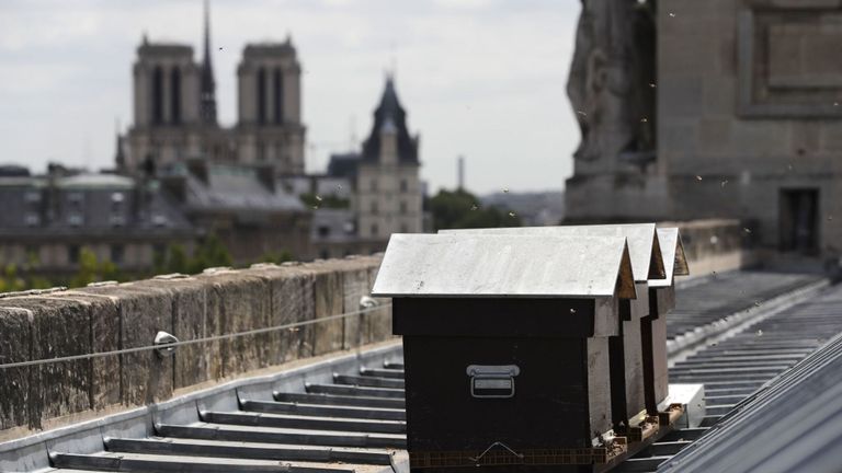 Des ruches sur le toit peuvent être vues à travers Paris et font partie d'une initiative visant à augmenter la population