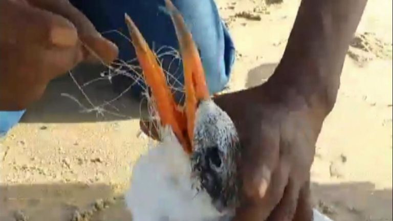 Un tour de la mer Caspienne qui avait du mal à voler après s’être empêtré dans un filet de pêche en nylon a été libéré grâce à un coup de main.