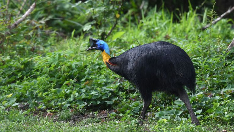 Les casoars sont originaires d'Australie et de Papouasie Nouvelle Guinée