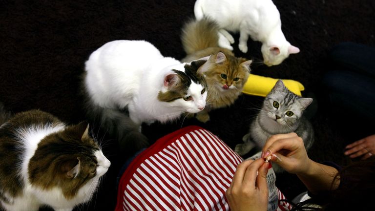 Les cafés-chats attirent les touristes à Tokyo, au Japon