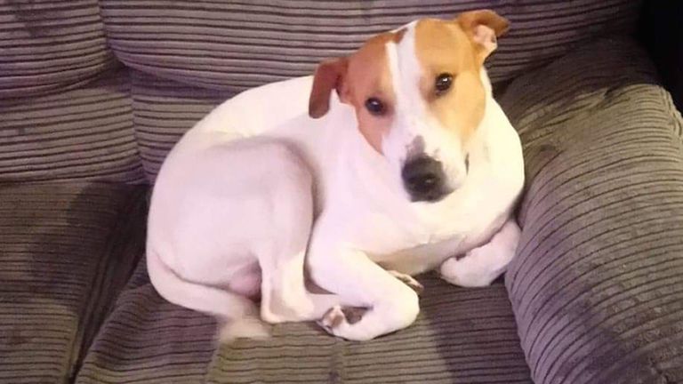 Rocco le Staffordshire Bull Terrier de Cumbernauld, North Lanarkshire 