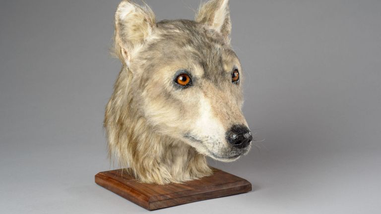 Un modèle fabriqué à partir du crâne d'un chien trouvé dans un ancien monticule sur les Orcades