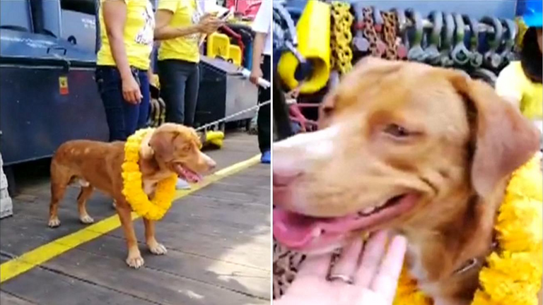 Les médias sociaux ont capturé le moment où le chien a été amené à bord. Pic: Facebook / Dog Smile House
