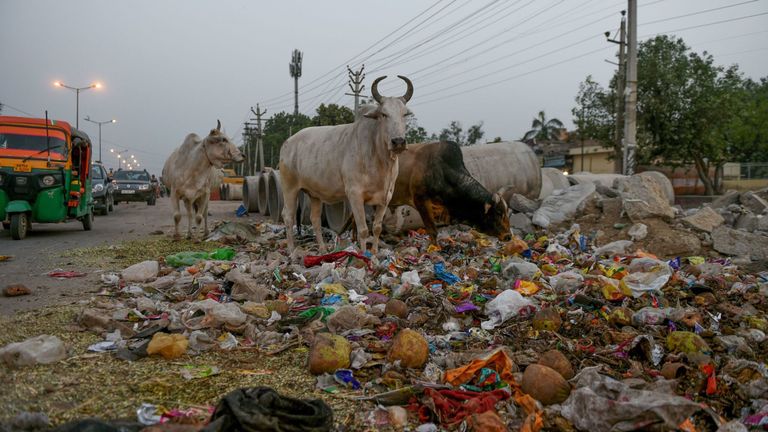 Taureaux se nourrissent de déchets au bord d'une route à Faridabad, en Inde