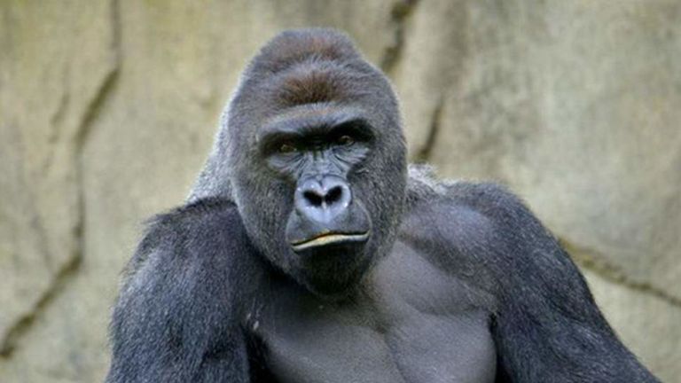 Harambe a été abattu après qu'un garçon soit monté dans son exposition au zoo de Cincinnati. Pic: Twitter / Zoo de Cincinnati