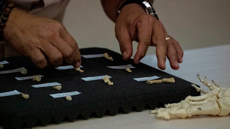 La taille des dents suggère une créature de petit corps