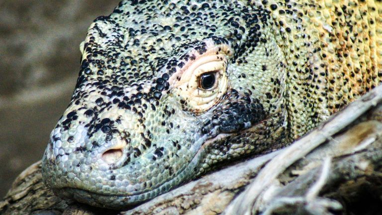 L'île de Komodo abrite une population vulnérable de dragons de Komodo