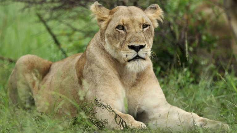 Une lionne attend dans l'herbe dans le parc national Kruger. Image de fichier