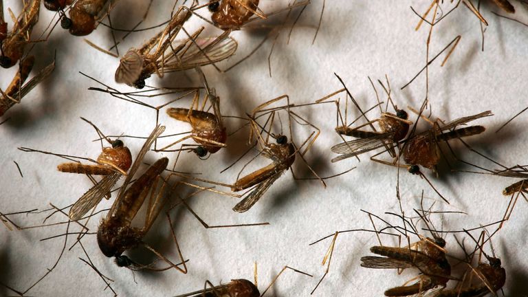 Les moustiques ont attaqué leurs hôtes moins vite après avoir entendu la trace