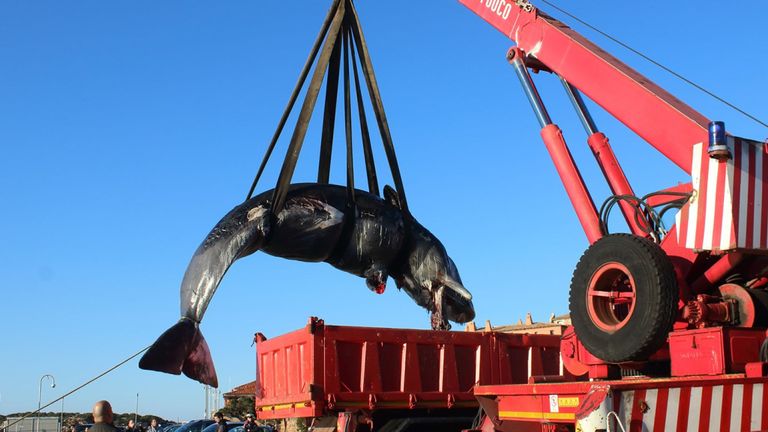 L'animal a été enlevé afin que les experts puissent déterminer la cause de sa mort. Pic: SEAME Sardaigne