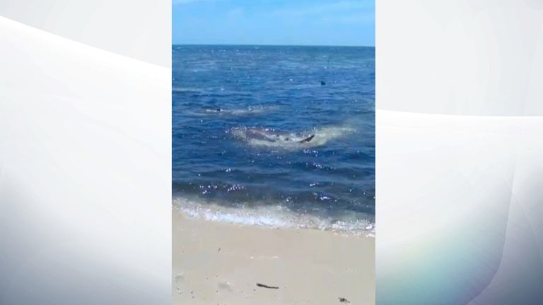 Les requins étaient en train de coraller un banc de poissons près du rivage. Pic: Magnus News / Greg MacKinnon